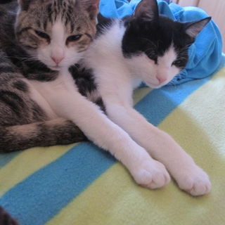 Man beachte die Synchro...