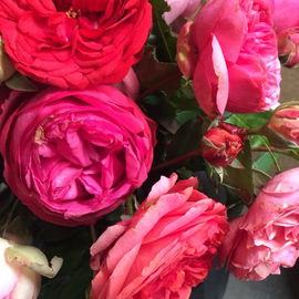 Roses of no mans land...
