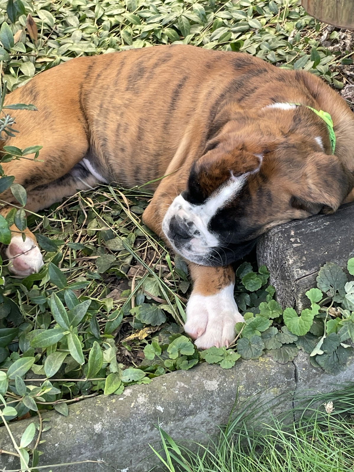 Unser kleiner Neuzugang….Benno Schröder.