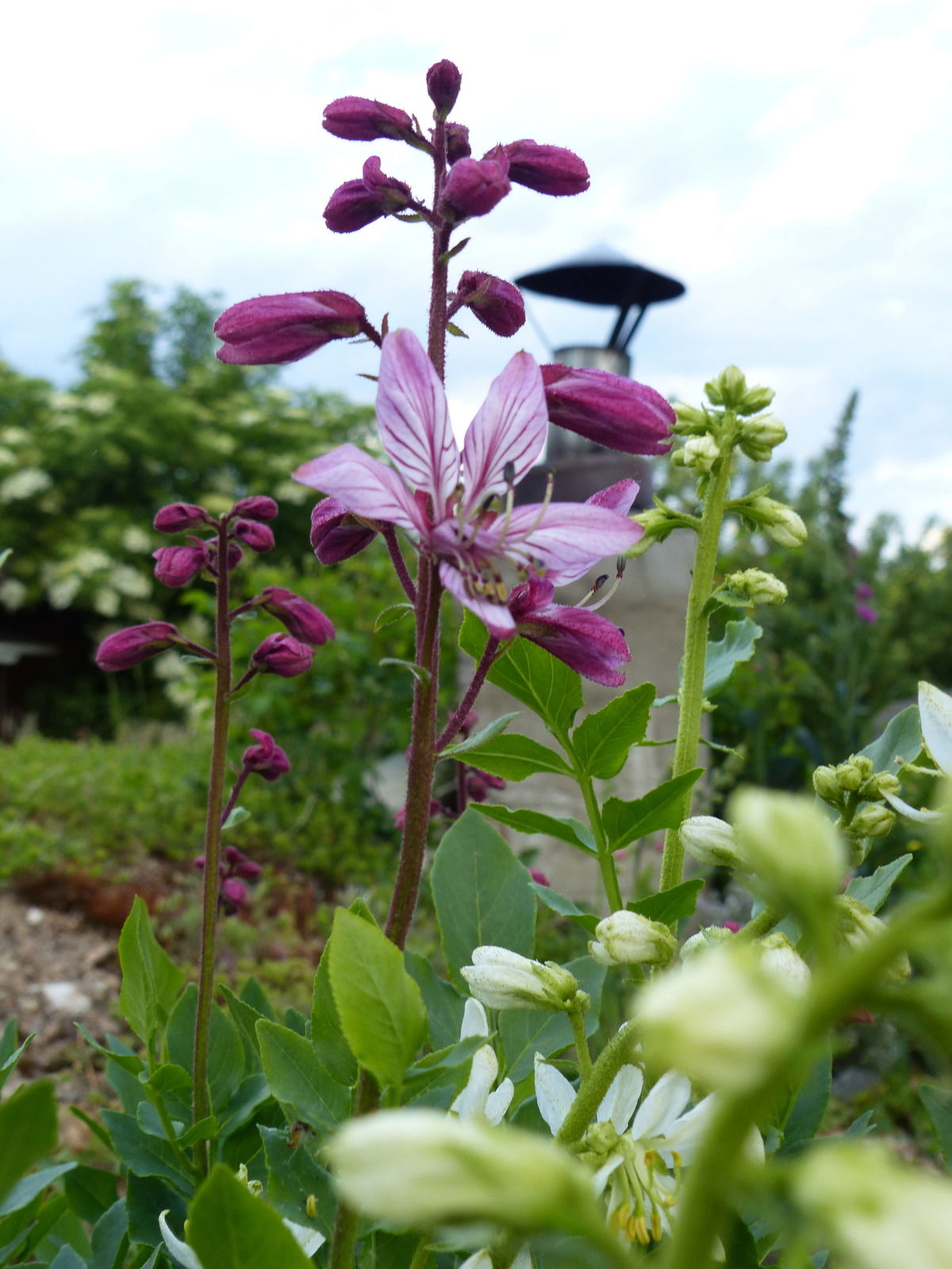 Diptam -  "der brennende Busch" - ein Duftwunder ohne Gleichen