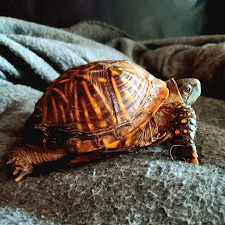Freedom the Turtle 🐢