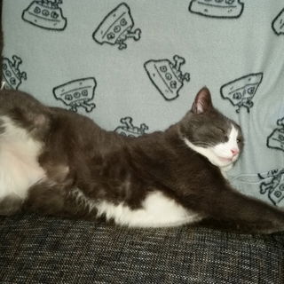 Das Sofa ist MEIN!