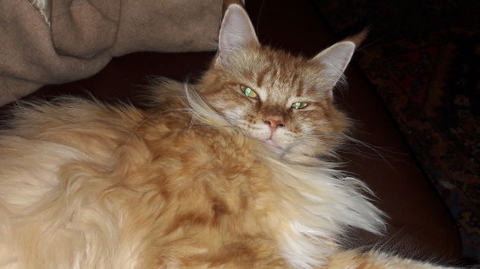 Alani, mein pummeliges Mädchen (nach der Kastration,leider) ist ein einziger Ball aus "Fluff".....