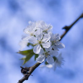 Kirschblüte 2017