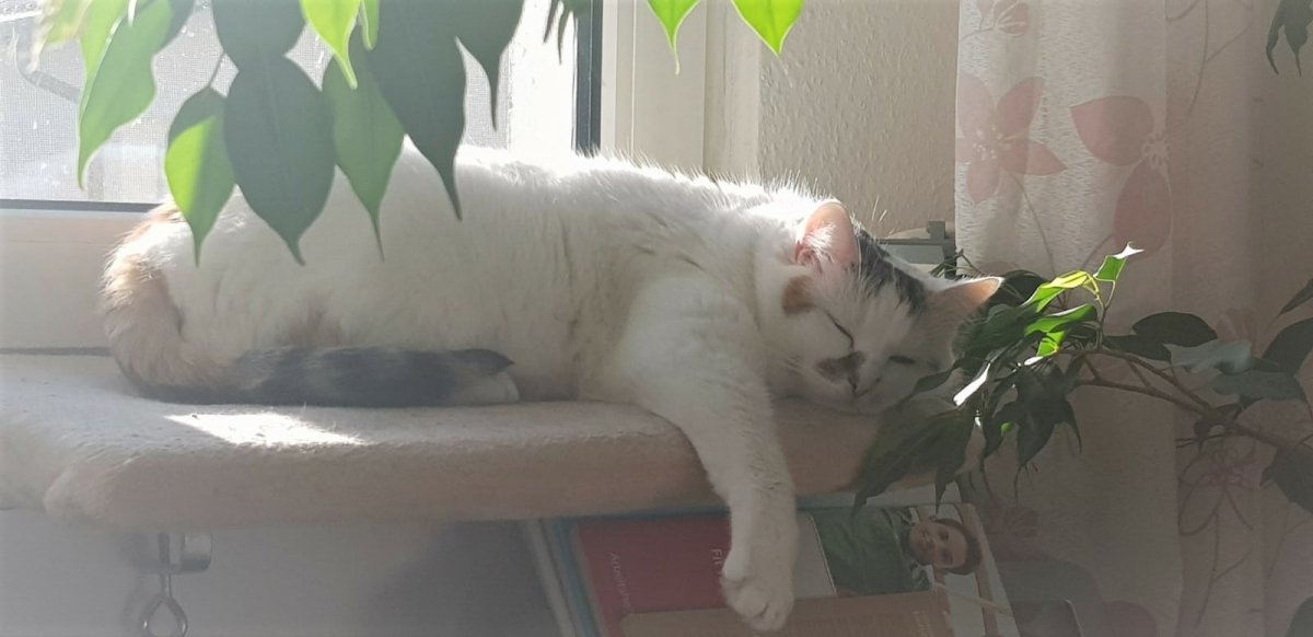 heimliche Beobachtung beim Chillen. Könnte ja Lekkerli geben