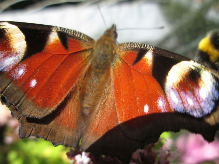 Pfauenauge zum Fototermin bei mir