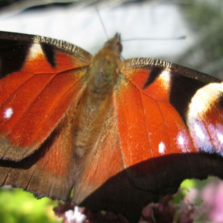 Pfauenauge zum Fototerm...