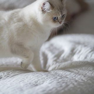 Meine neue Katze……..