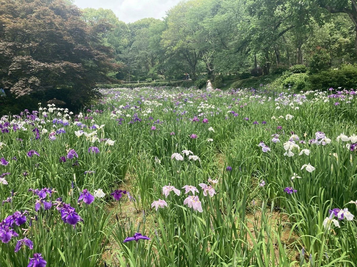 Iris in Turtle Island bei Wu-Xi