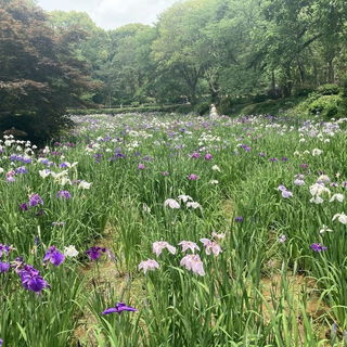 Iris in Turtle Island b...