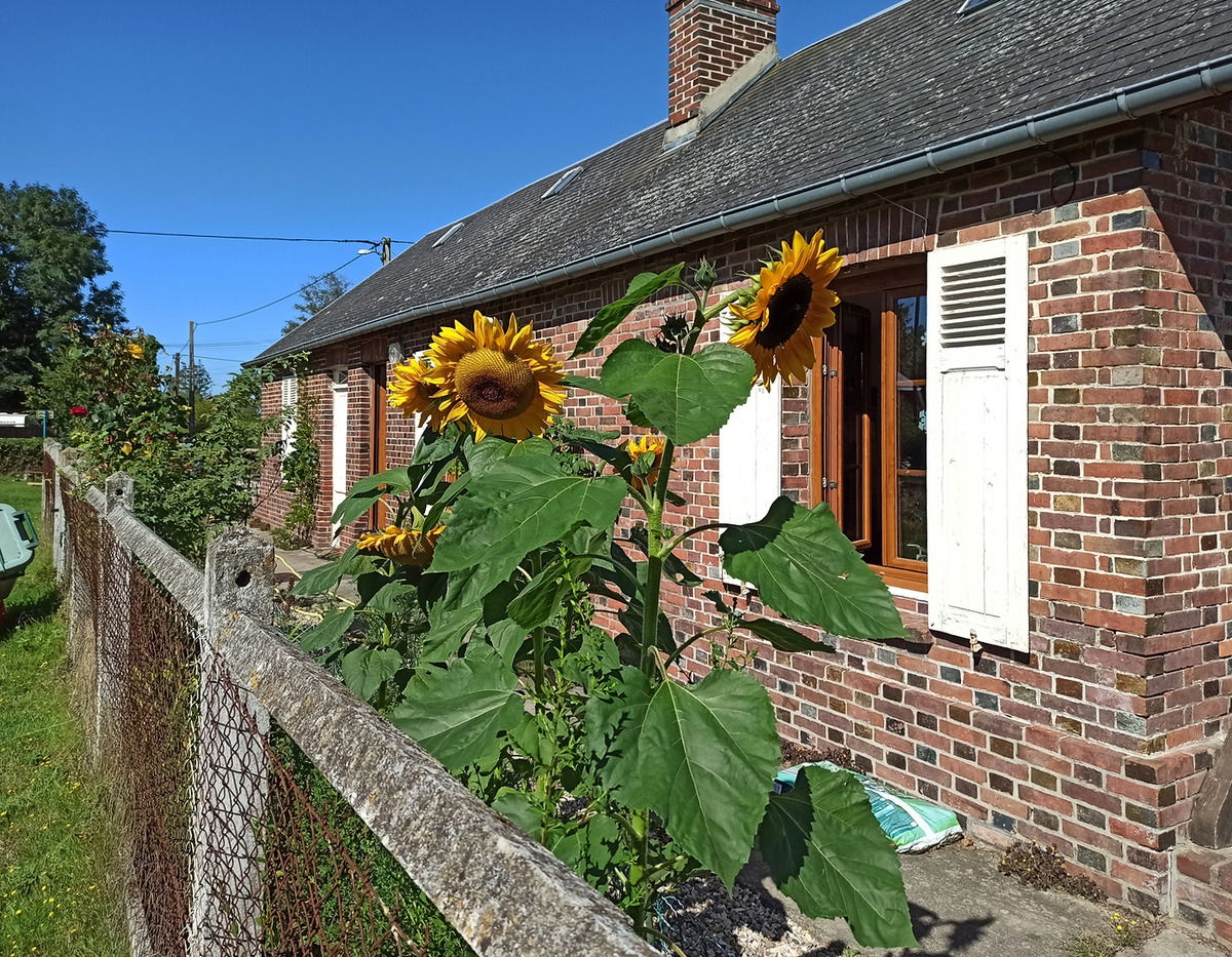 Das Haus und Sonnenblumen.