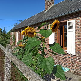 Das Haus und Sonnenblum...