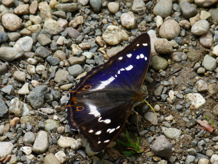 Großer Schillerfalter