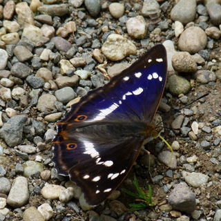 Großer Schillerfalter...