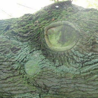 Nature is watching you!...