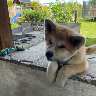 Fumico (Fumi) Mai 2025...