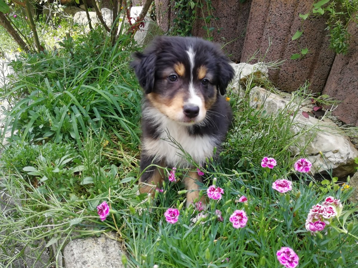 Die Luna ist ein Australian Shepherd Mädchen