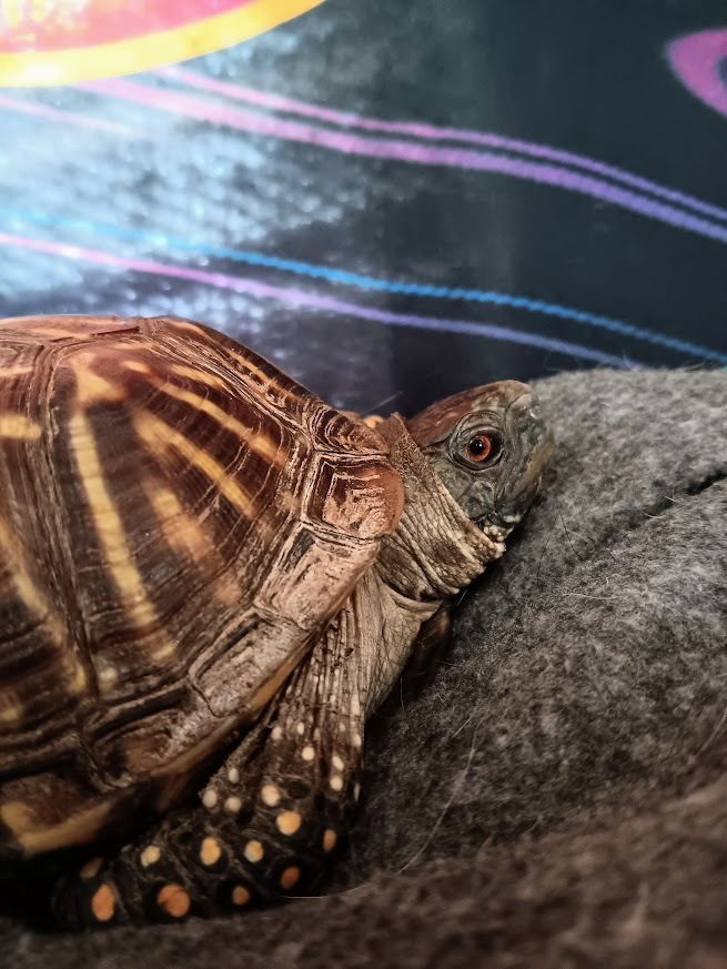 Freedom the turtle 🐢