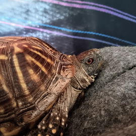 Freedom the turtle 🐢