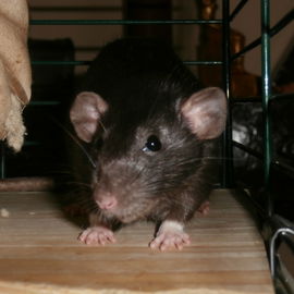 Was guggst´n so? :-P