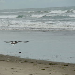 startende Möwe, Waihi ...