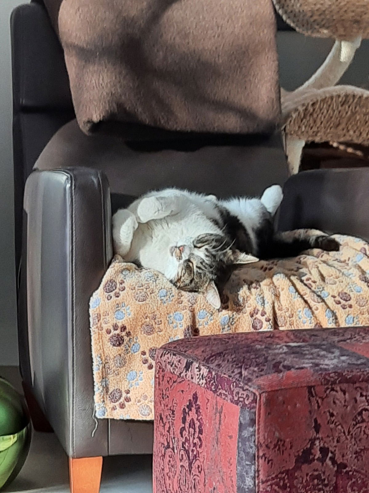 Snuggle bei der Arbeit