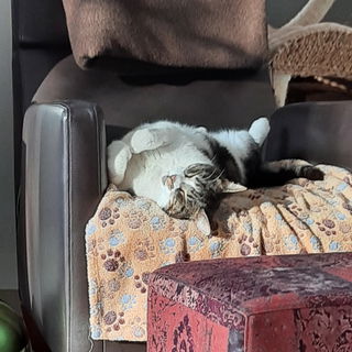 Snuggle bei der Arbeit...