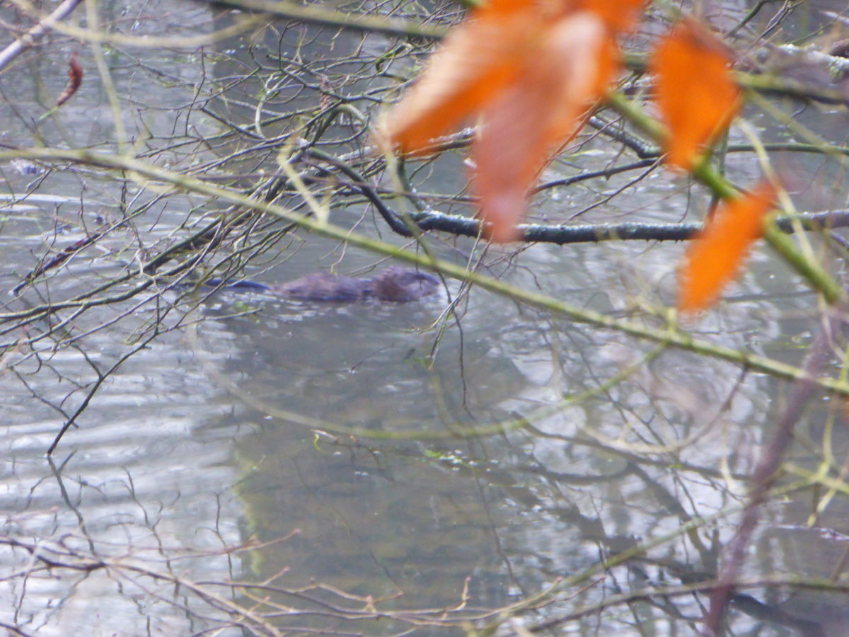 30-fach Zoom, leider nicht genug Licht für die TZ61. OK, ist halt nur meine Belegkamera. :-)