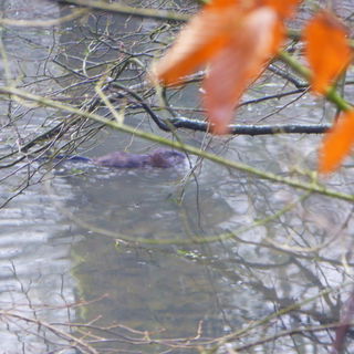 30-fach Zoom, leider ni...