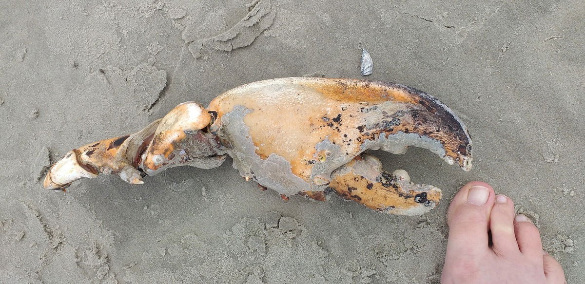 Strandgut Sommer 2021