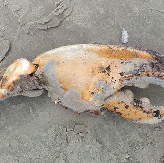 Strandgut Sommer 2021...