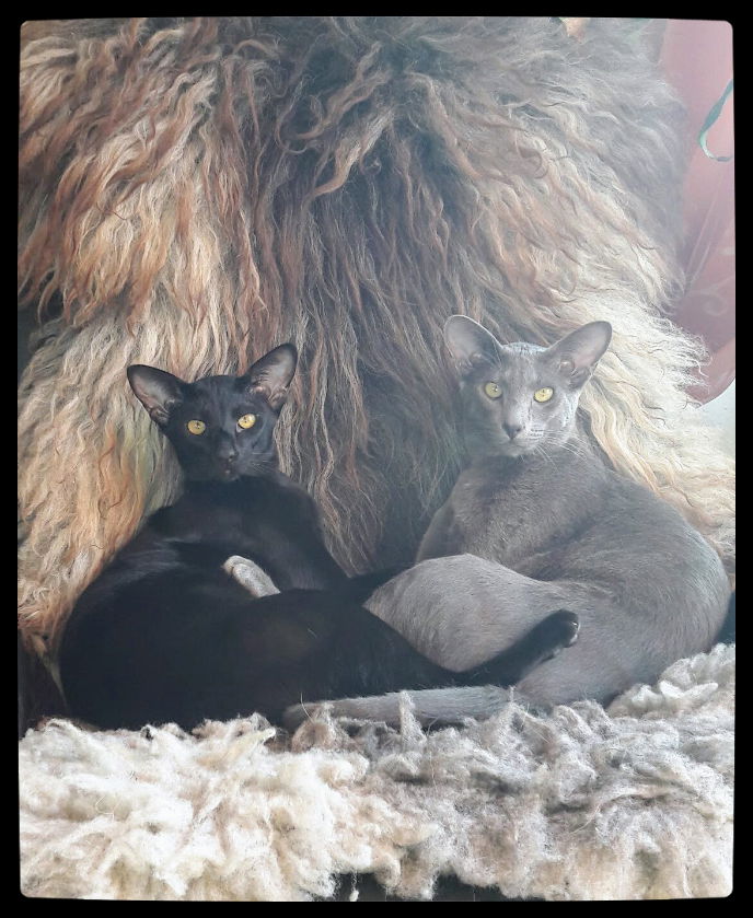 Meine Jungs