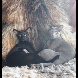 Meine Jungs