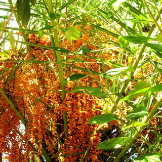 Noch ein Duftwunsch: So...