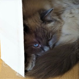 Katzen und Kartons ... ...