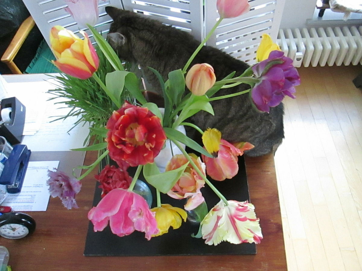 Tulpen mit Fritz an seiner "Wiese" knabbernd.