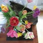 Tulpen mit Fritz an sei...
