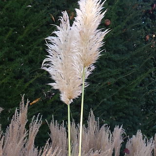 Über sich hinauswachse...