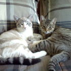 Fluffers and Riley