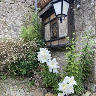 Lilien in Locronan