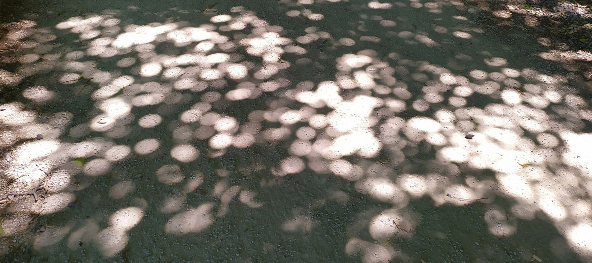 Ich habe noch nie solche Bokeh gesehen, und du ?