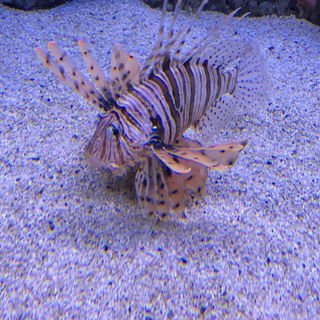 Dieser Blick.........(L...