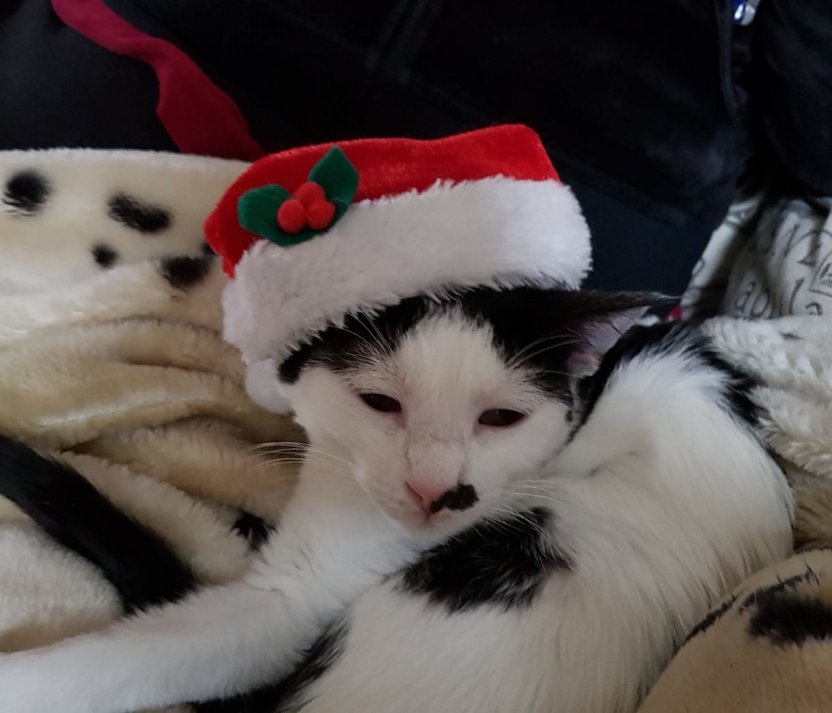 Sophia  unsere Kreterin wünscht viele Geschenke