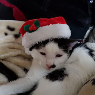 Sophia  unsere Kreterin...