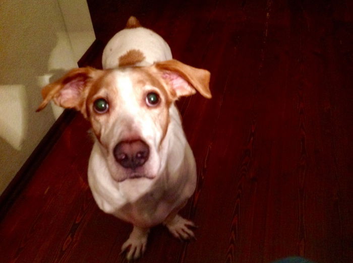 Curro - unser x-beiniges kleines spanisches Schlitzohr