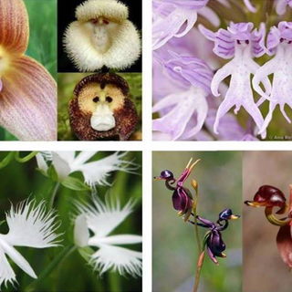 Die beeindruckende Viel...