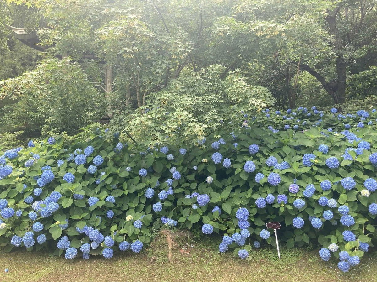 Hortensienparadies in Turtle Island
