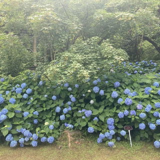 Hortensienparadies in T...