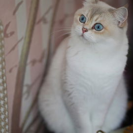 Ophelia