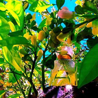 Azahar Adolfo Dominguez...